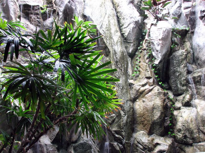 Ferns and palms growing against the rock waterfall